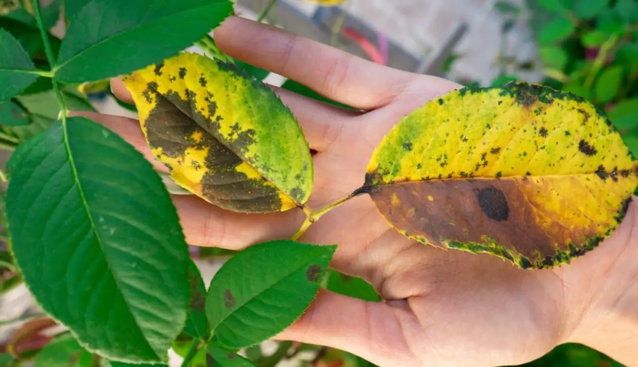 Se vedi queste macchie marroni sulle foglie devi intervenire subito: ecco cosa le causa