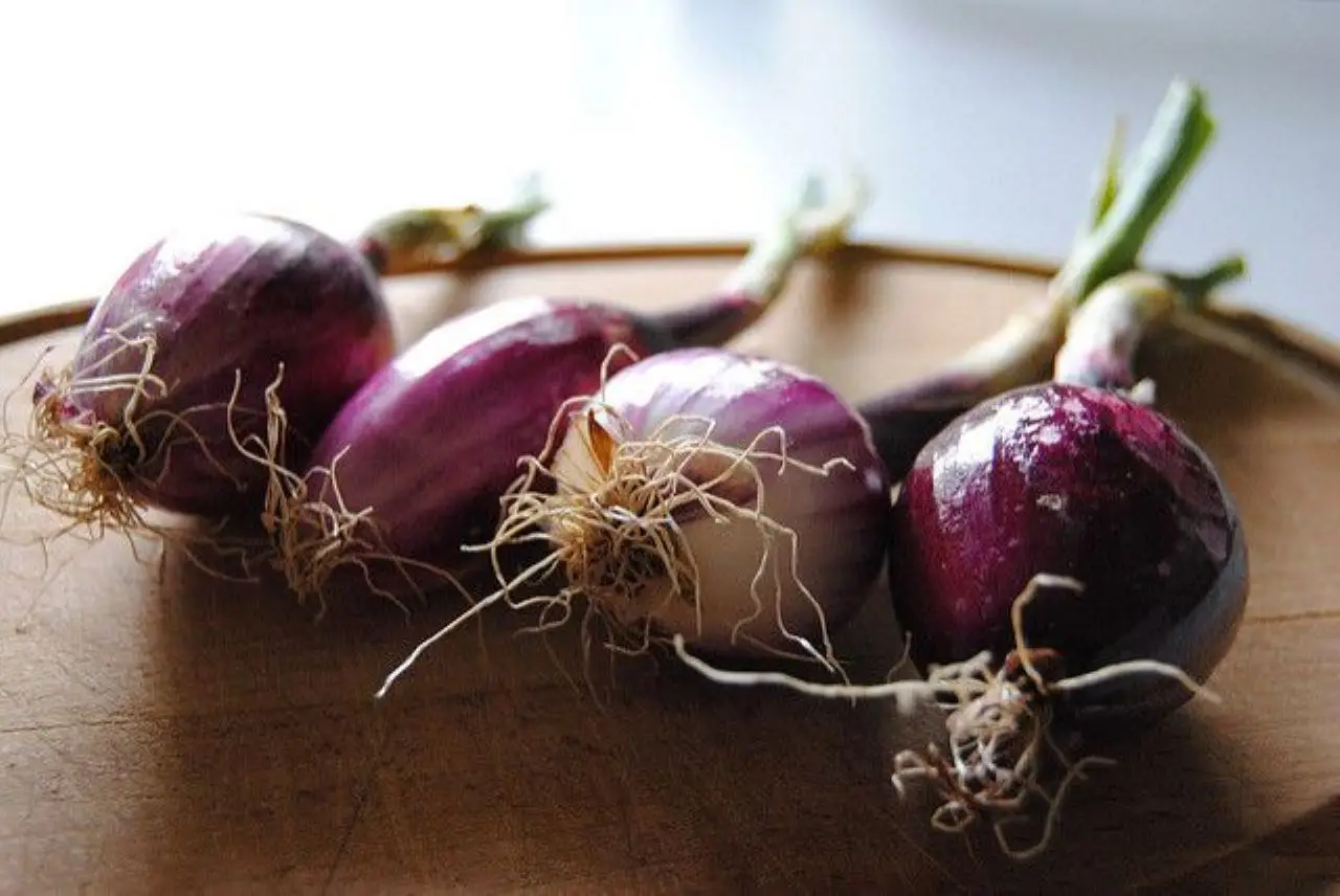 Non chiamarle semplicemente cipolle: ecco le varietà primaverili più dolci e come usarle